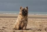 CAIRN TERRIER 374